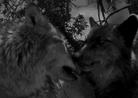  wolves GIF