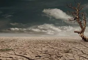 a bone-dry desert with a barren tree