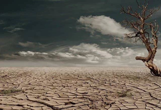 a bone-dry desert with a barren tree